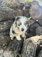 Sunny, a male Miniature Australian Shepherd for sale in Rosebud, TX – 5 of 9