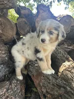 Goldie, a female Miniature Australian Shepherd for sale in Rosebud, TX – 2 of 9