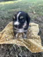 Honey, a female Miniature Australian Shepherd for sale in Rosebud, TX – 2 of 4
