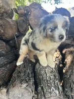 Sunny, a male Miniature Australian Shepherd for sale in Rosebud, TX – 3 of 9