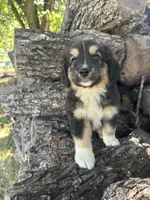 Nugget, a male Miniature Australian Shepherd for sale in Rosebud, TX – 2 of 7