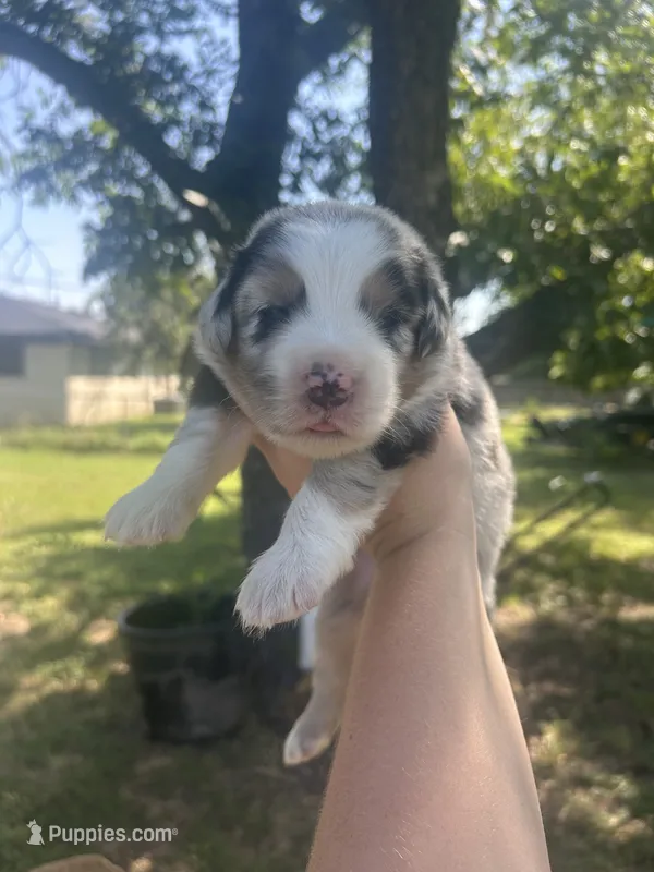 Sunny – Miniature American Shepherd puppy for sale in Rosebud, TX