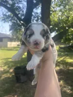 Sunny, a male Miniature American Shepherd for sale in Rosebud, TX – 1 of 2