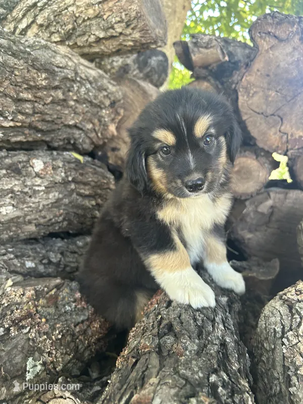 Nugget – Miniature Australian Shepherd puppy for sale in Rosebud, TX