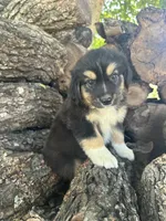 Nugget, a male Miniature Australian Shepherd for sale in Rosebud, TX – 1 of 7