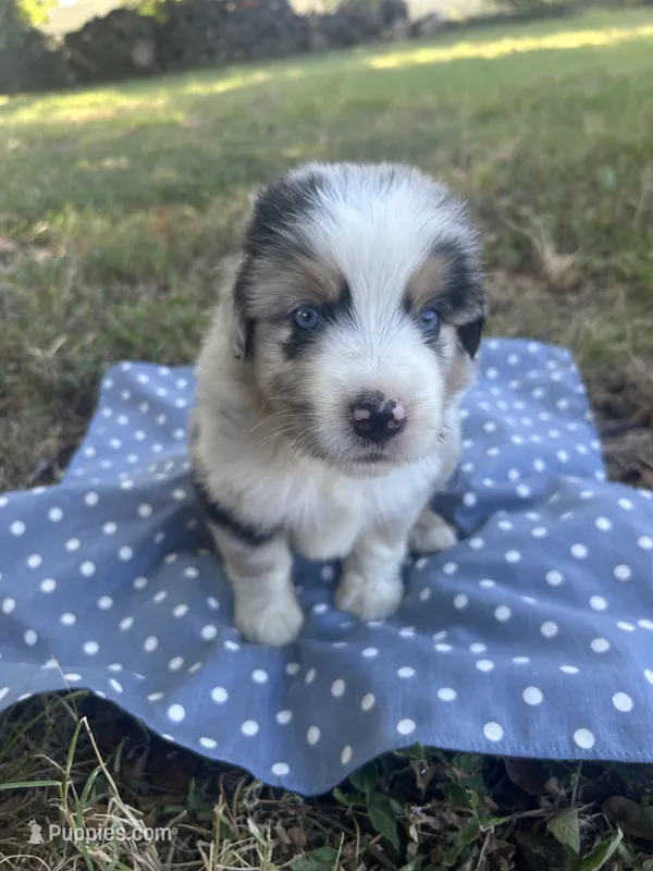 Sunny – Miniature Australian Shepherd puppy for sale in Rosebud, TX