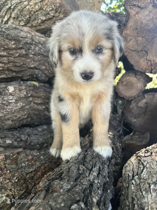 Goldie – Miniature Australian Shepherd puppy for sale in Rosebud, TX