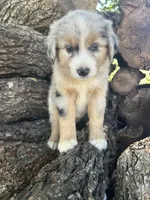 Goldie, a female Miniature Australian Shepherd for sale in Rosebud, TX – 1 of 9