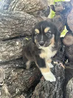 Nugget, a male Miniature Australian Shepherd for sale in Rosebud, TX – 3 of 7