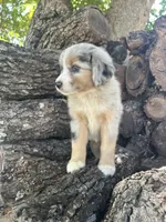 Goldie, a female Miniature Australian Shepherd for sale in Rosebud, TX – 4 of 9