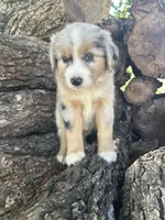 Goldie, a female Miniature Australian Shepherd for sale in Rosebud, TX – 3 of 9