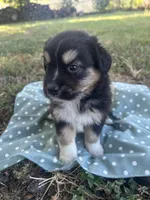Nugget, a male Miniature Australian Shepherd for sale in Rosebud, TX – 5 of 7