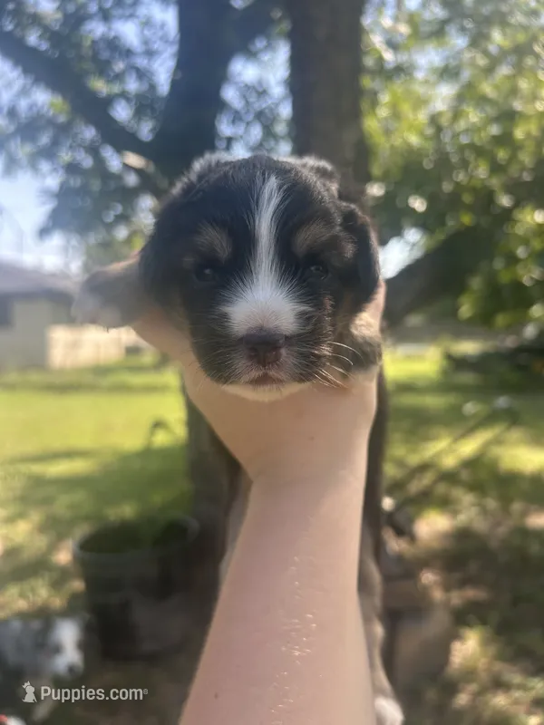 Honey – Miniature American Shepherd puppy for sale in Rosebud, TX