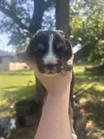 Honey, a female Miniature American Shepherd for sale in Rosebud, TX – 1 of 2