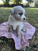 Goldie, a female Miniature Australian Shepherd for sale in Rosebud, TX – 7 of 9