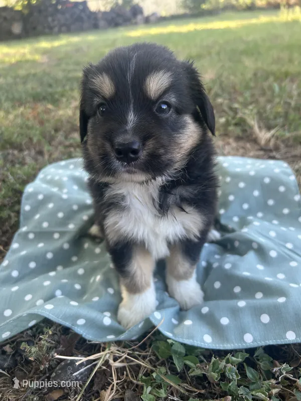 Nugget – Miniature Australian Shepherd puppy for sale in Rosebud, TX