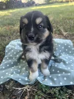 Nugget, a male Miniature Australian Shepherd for sale in Rosebud, TX – 4 of 7