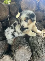 Sunny, a male Miniature Australian Shepherd for sale in Rosebud, TX – 4 of 9