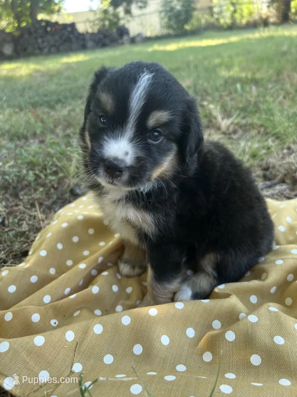 Honey – Miniature Australian Shepherd puppy for sale in Rosebud, TX