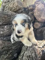 Sunny, a male Miniature Australian Shepherd for sale in Rosebud, TX – 2 of 9