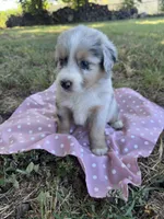 Goldie, a female Miniature Australian Shepherd for sale in Rosebud, TX – 6 of 9