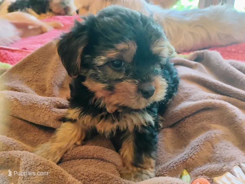 Sebastian – Yorkshire Terrier puppy for sale in Burlington, KS