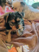 Harley, a male Yorkshire Terrier for sale in Burlington, KS – 1 of 1