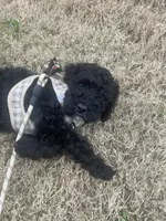 Ollie, a male Goldendoodle for sale in Mckinney, TX – Photo 4 of 5