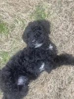 Ollie, a male Goldendoodle for sale in Mckinney, TX – Photo 3 of 5