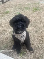 Ollie, a male Goldendoodle for sale in Mckinney, TX – Photo 1 of 5