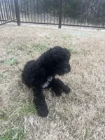 Ollie, a male Goldendoodle for sale in Mckinney, TX – Photo 5 of 5