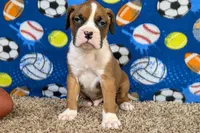 Houch , a male Boxer for sale in Lebanon, MO – Photo 3 of 10