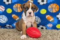 Houch , a male Boxer for sale in Lebanon, MO – Photo 5 of 10