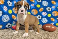 Houch , a male Boxer for sale in Lebanon, MO – Photo 9 of 10