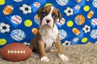 Houch , a male Boxer for sale in Lebanon, MO – Photo 7 of 10