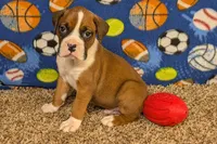 Houch , a male Boxer for sale in Lebanon, MO – Photo 2 of 10