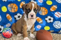 Houch , a male Boxer for sale in Lebanon, MO – Photo 6 of 10