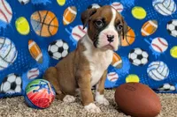 Houch , a male Boxer for sale in Lebanon, MO – Photo 8 of 10