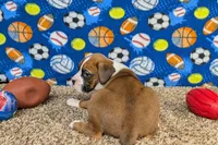 Houch , a male Boxer for sale in Lebanon, MO – Photo 10 of 10