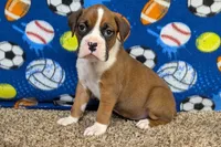 Houch , a male Boxer for sale in Lebanon, MO – Photo 1 of 10