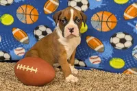Houch , a male Boxer for sale in Lebanon, MO – Photo 4 of 10