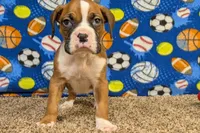 Jaxs, a male Boxer for sale in Lebanon, MO – Photo 6 of 10