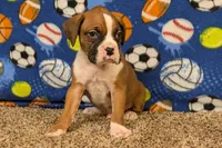 Jaxs, a male Boxer for sale in Lebanon, MO – Photo 1 of 10
