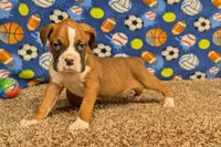Jaxs, a male Boxer for sale in Lebanon, MO – Photo 10 of 10