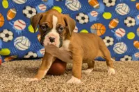 Jaxs, a male Boxer for sale in Lebanon, MO – Photo 5 of 10