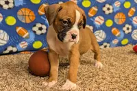 Jaxs, a male Boxer for sale in Lebanon, MO – Photo 4 of 10