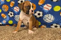 Jaxs, a male Boxer for sale in Lebanon, MO – Photo 7 of 10
