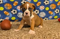 Jaxs, a male Boxer for sale in Lebanon, MO – Photo 9 of 10
