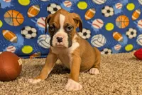 Jaxs, a male Boxer for sale in Lebanon, MO – Photo 8 of 10