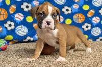 Jaxs, a male Boxer for sale in Lebanon, MO – Photo 3 of 10